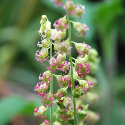 Tellima grandiflora var. purpurea