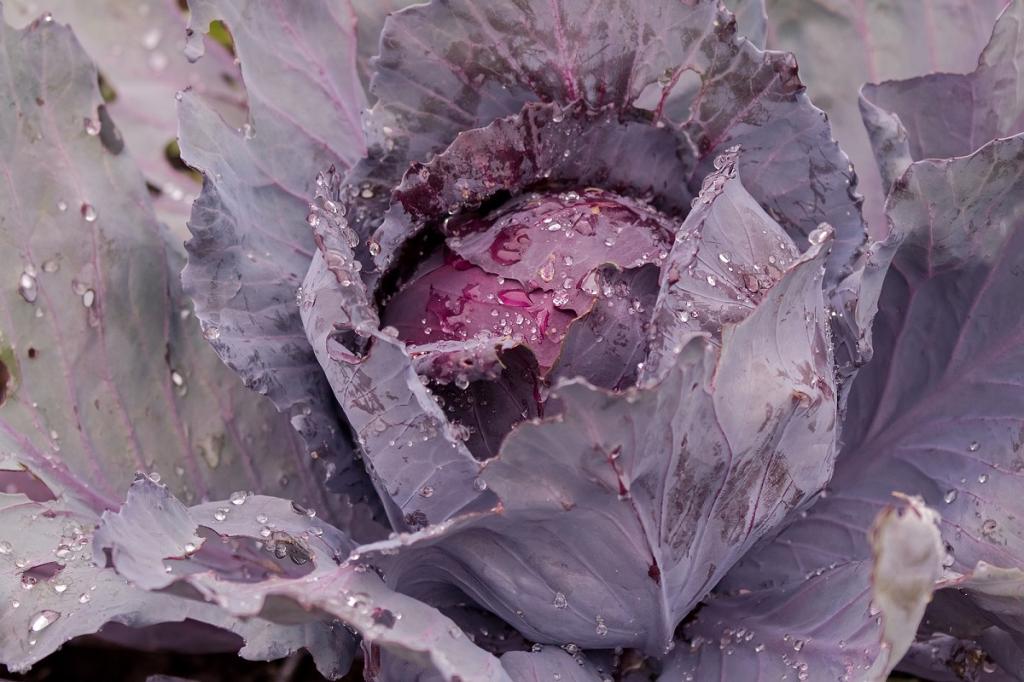 Cabbage, Red, 'Red Drumhead'