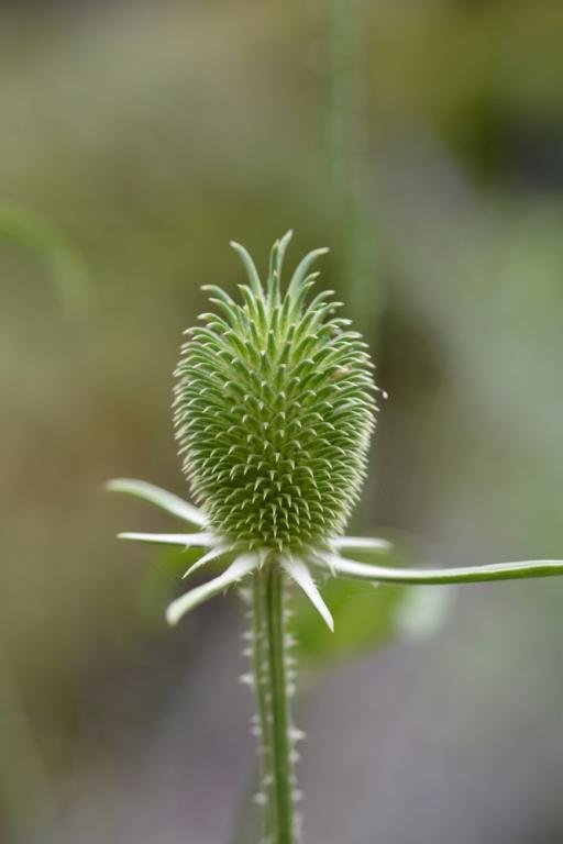 Dipsacus sativus