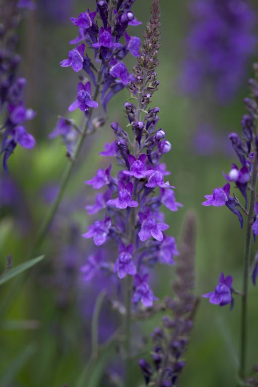 Linaria purpurea