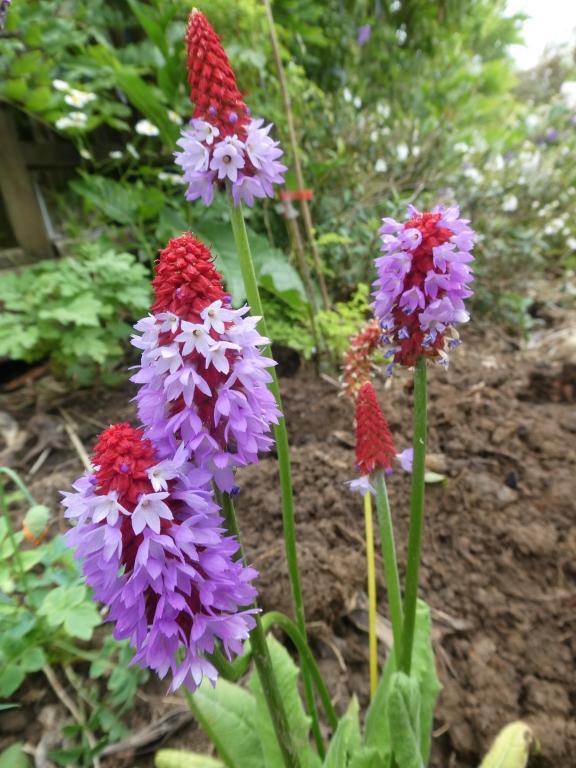 Primula vialii