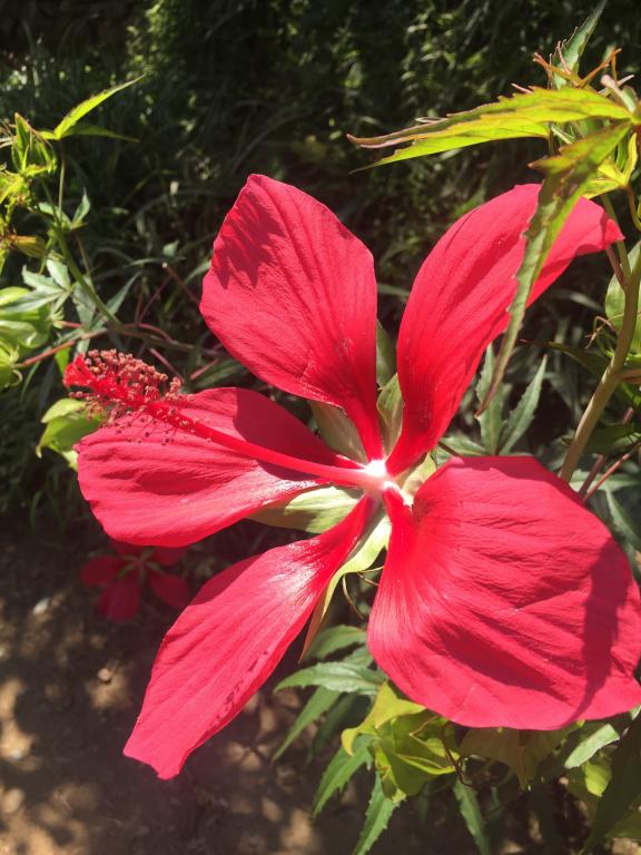 Hibiscus coccineus