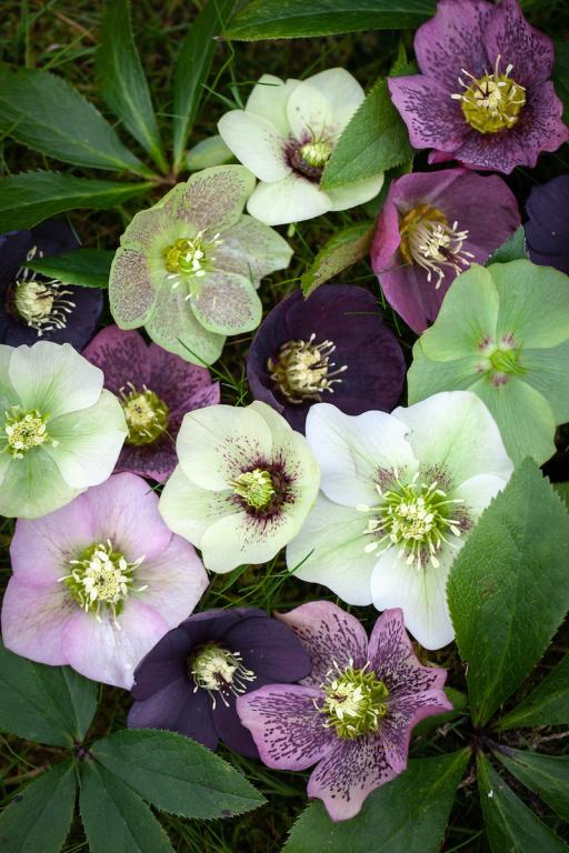 Helleborus orientalis, Mixed Hybrids