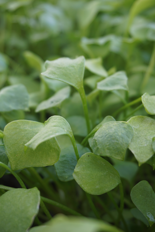 Miner's Lettuce