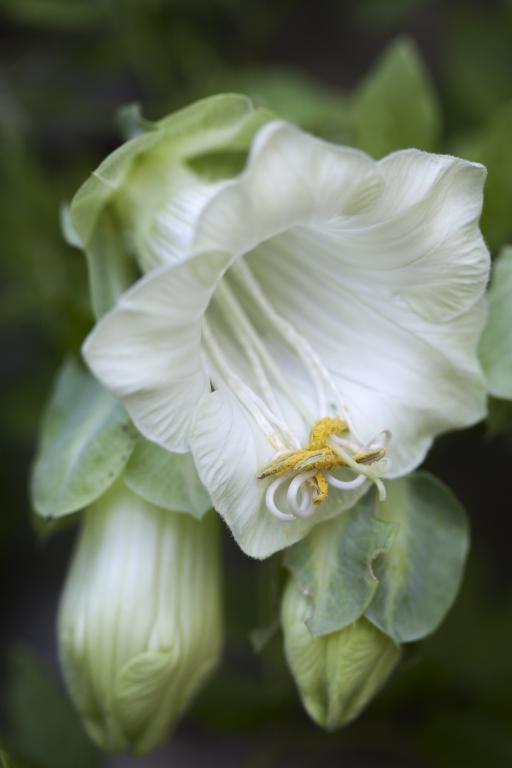 Cobaea scandens var. alba
