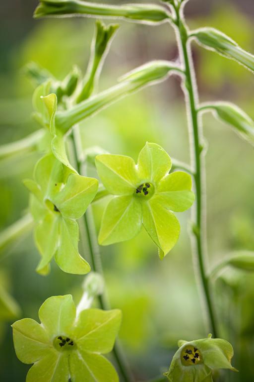 Nicotiana alata, 'Lime Green'