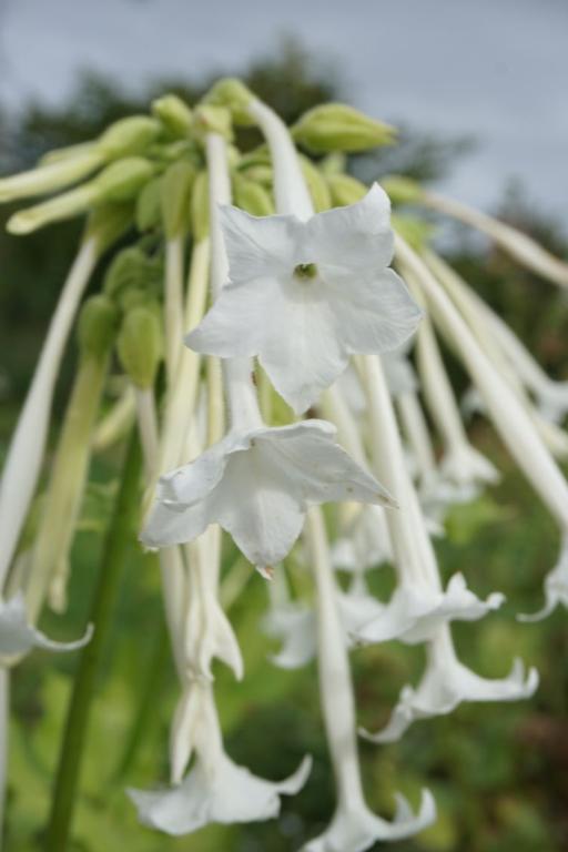 Nicotiana sylvestris, 'Only the Lonely'