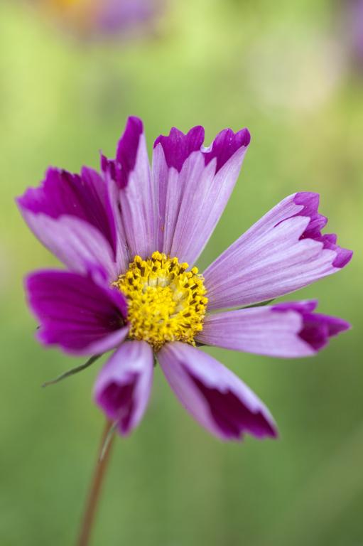 Cosmos bipinnatus, 'Pied Piper Red'