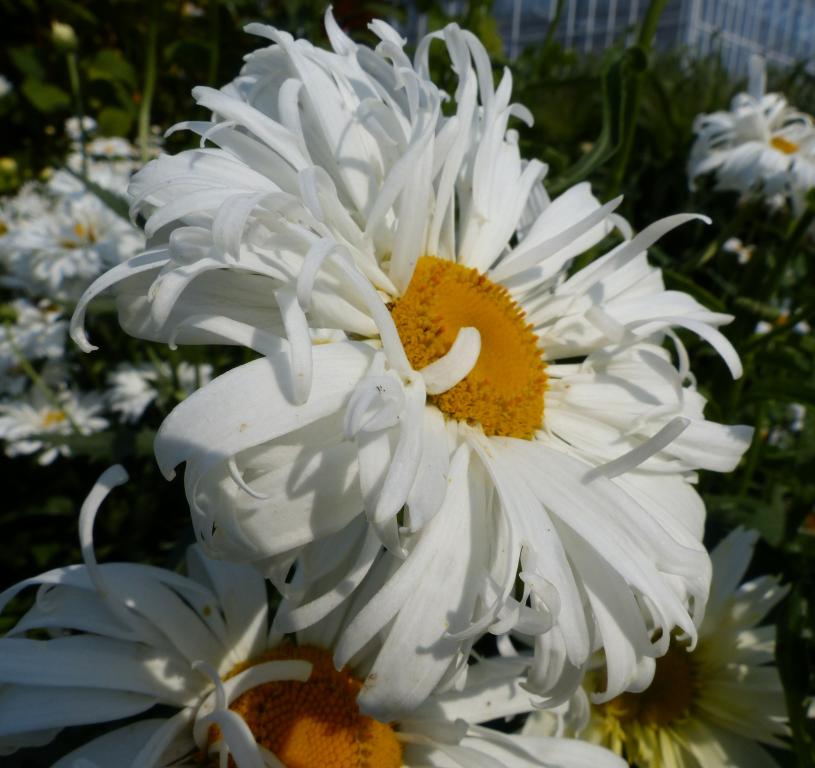 Chrysanthemum leucanthemum maximum, 'Crazy Daisy'