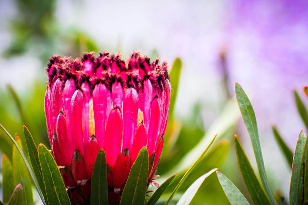 Protea magnifica