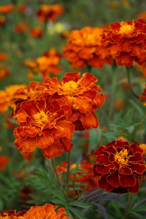 Tagetes patula, 'Bonita' Mixed