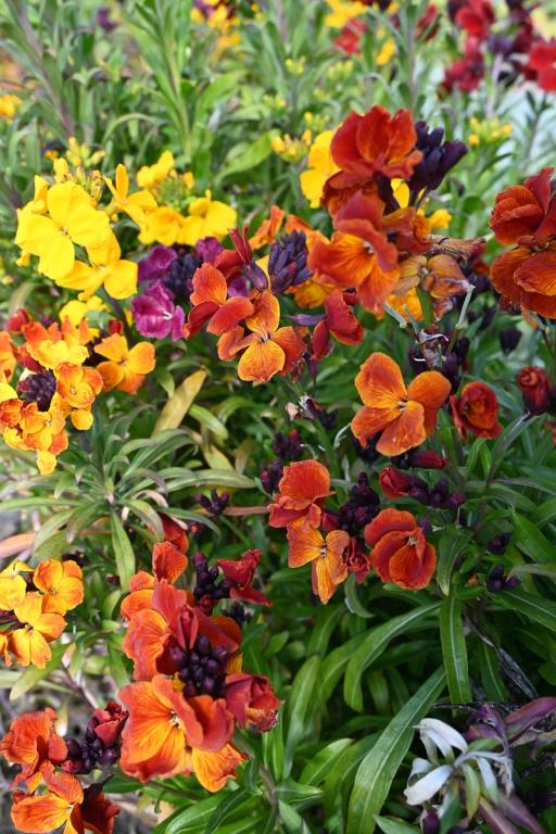 Erysimum cheiri, Wallflower, Fine Mixed