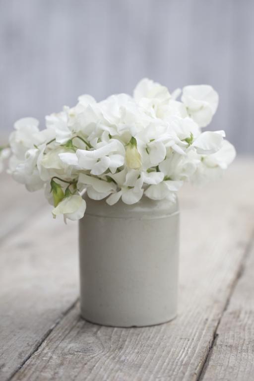 Lathyrus odoratus, 'Royal Wedding'