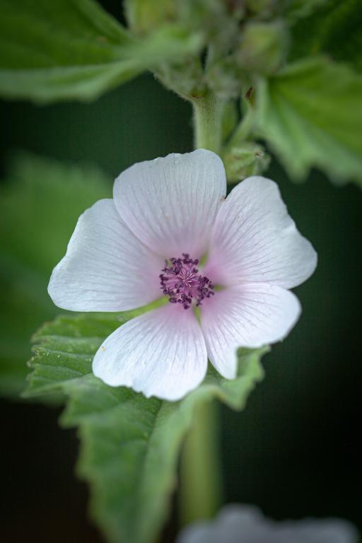 Althaea officinalis