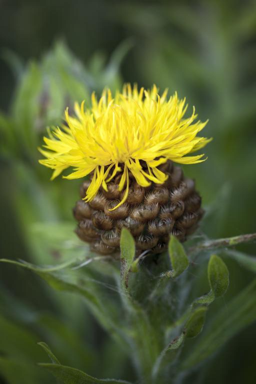 Centaurea macrocephala
