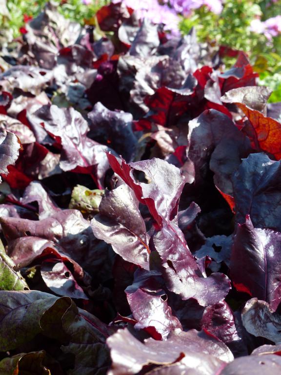 Bull's Blood (or Beetroot Leaf), 'Blood Red'