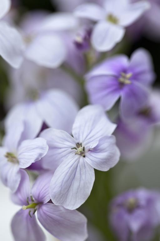 Lunaria rediviva