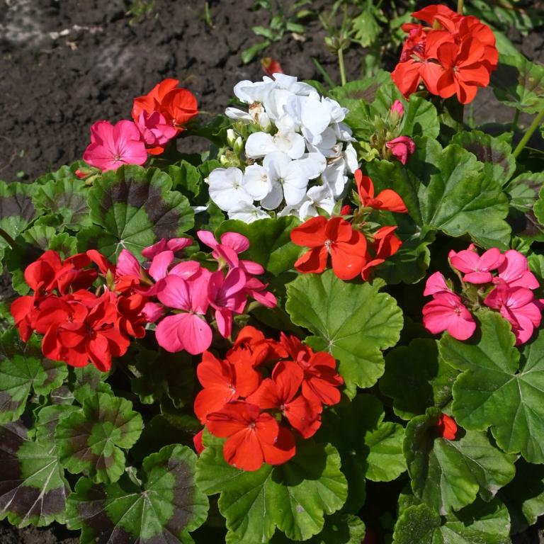 Pelargonium, F2 Hybrids, Choice Mixed Colours