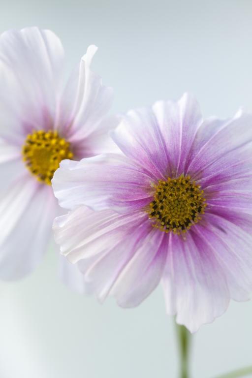 Cosmos bipinnatus, 'Daydream'
