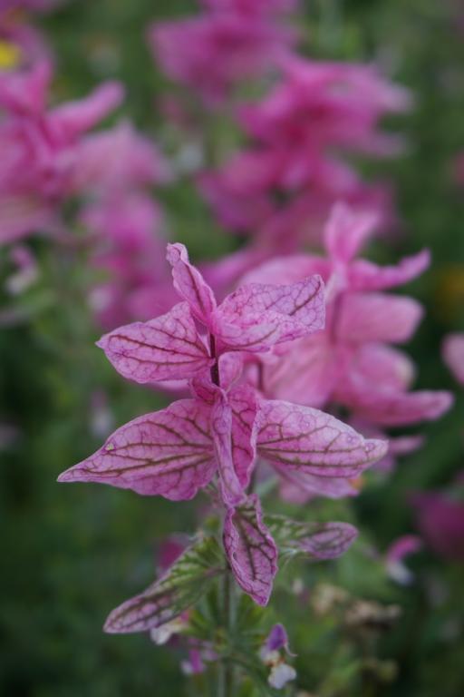 Salvia viridis, 'Pink Sundae'