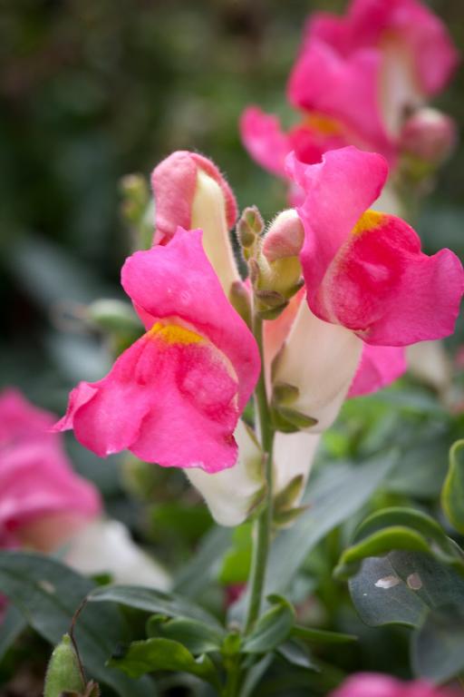 Antirrhinum majus, 'Kimosy' Formula Mixed