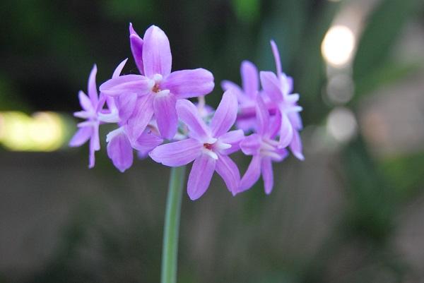 Tulbaghia violacea