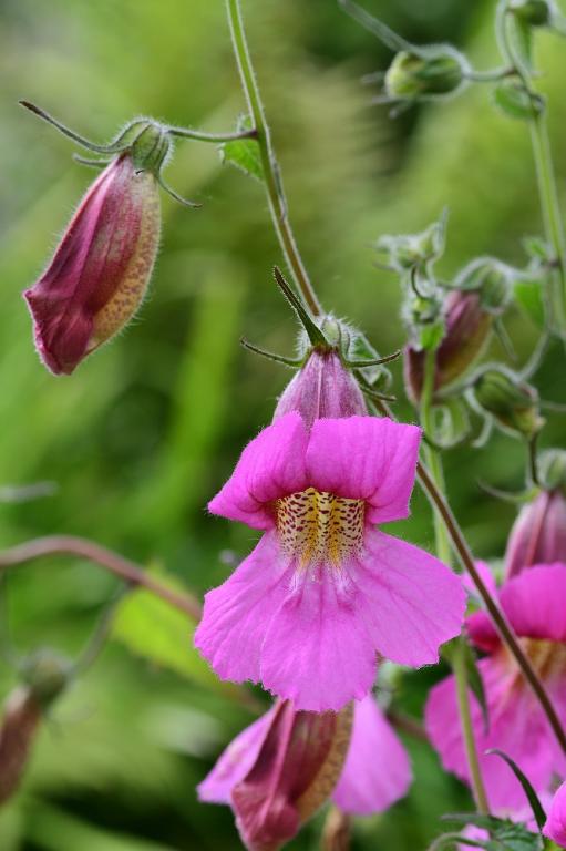 Rehmannia angulata