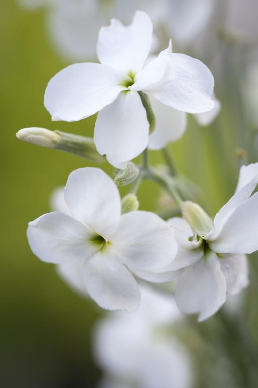 Matthiola incana, 'Pillow Talk'