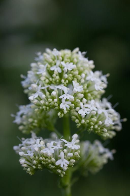 Centranthus ruber, 'Snowcloud'
