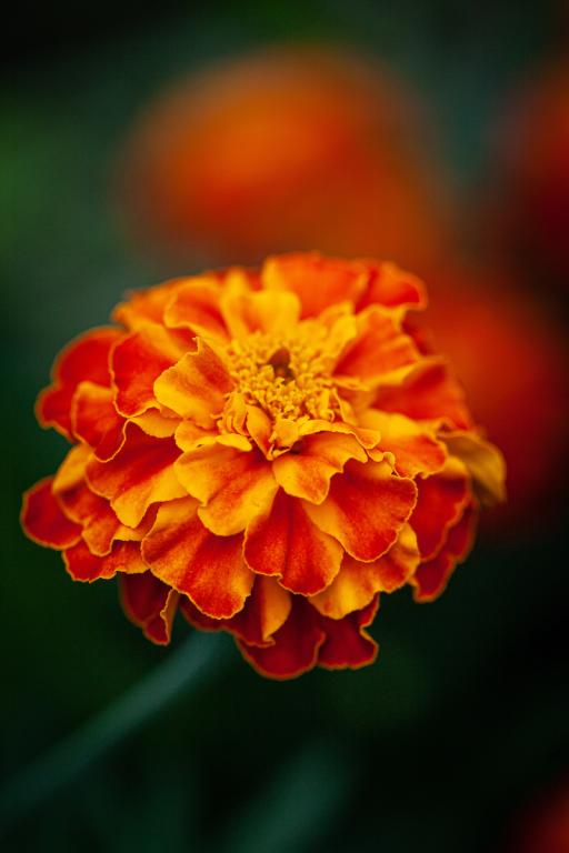 Tagetes patula, 'Honeycomb'