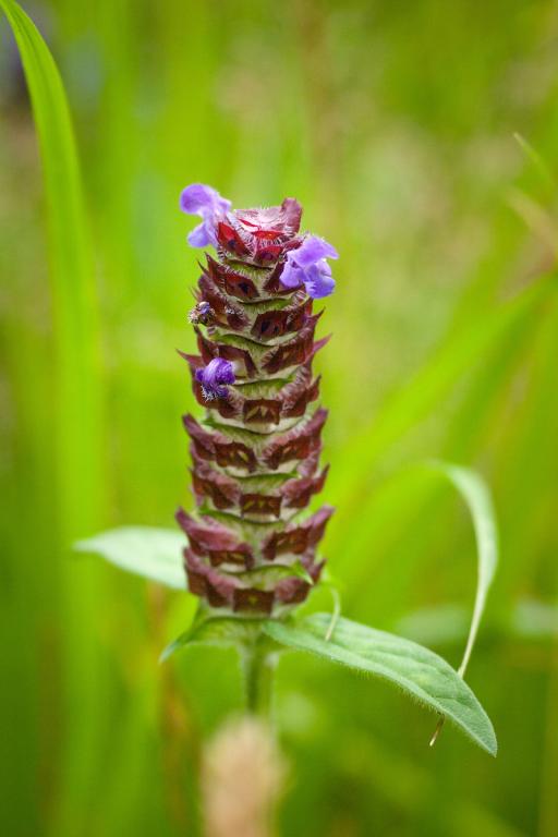 Prunella vulgaris