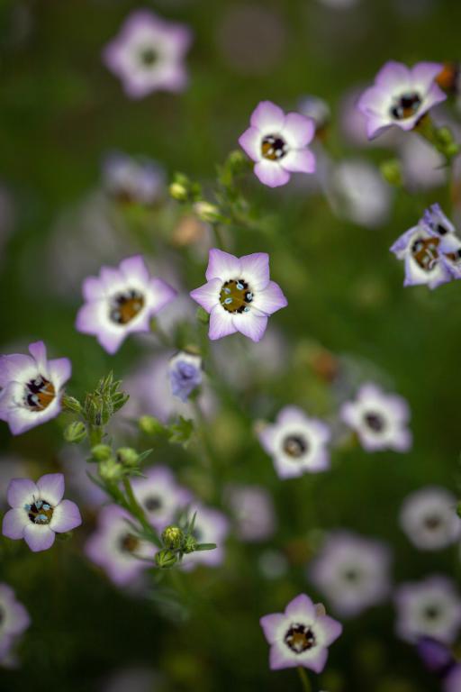Gilia tricolor