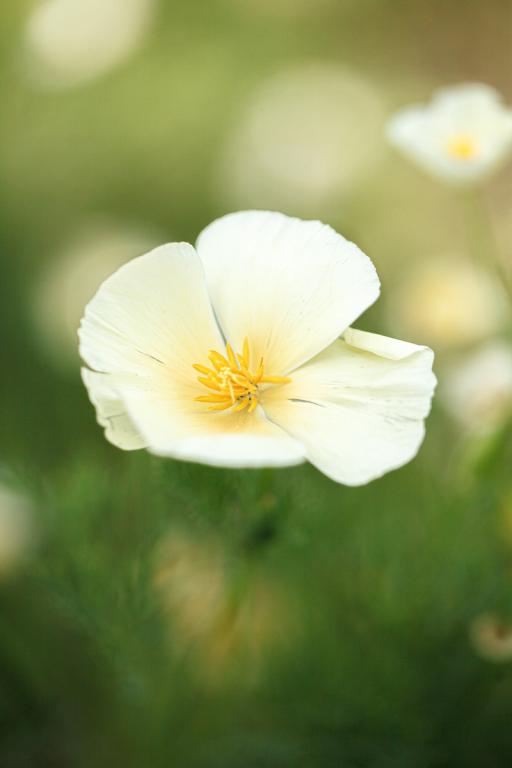 Eschscholzia californica, 'Alba'