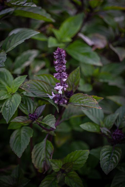 Cinnamon Basil