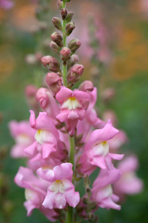Antirrhinum majus, 'The Rose'