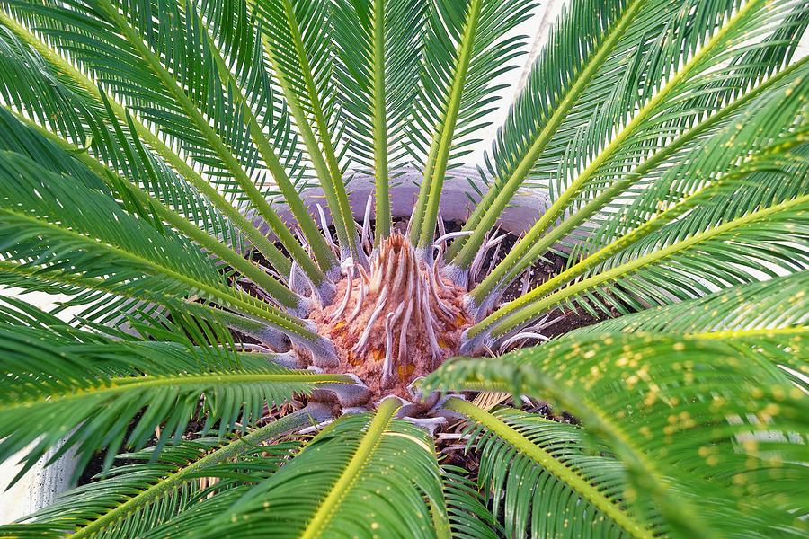 Cycas revoluta
