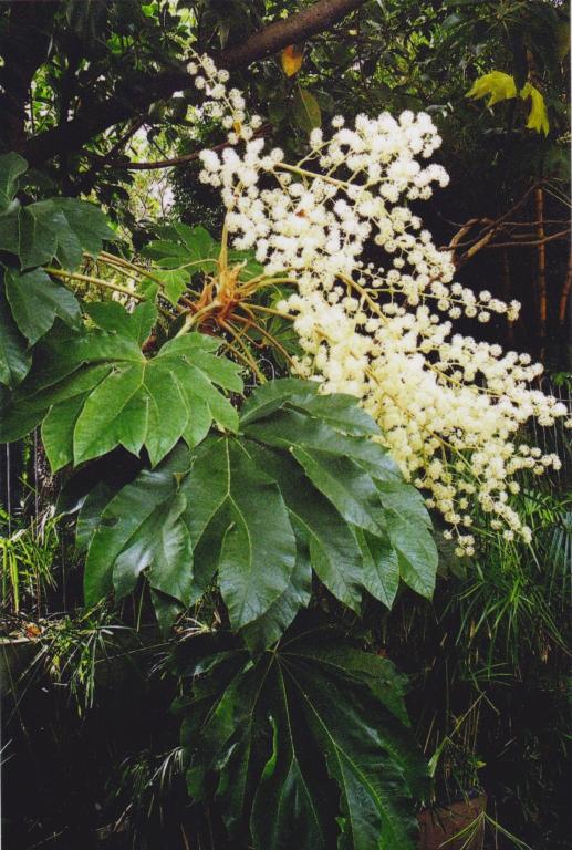 Tetrapanax papyrifer