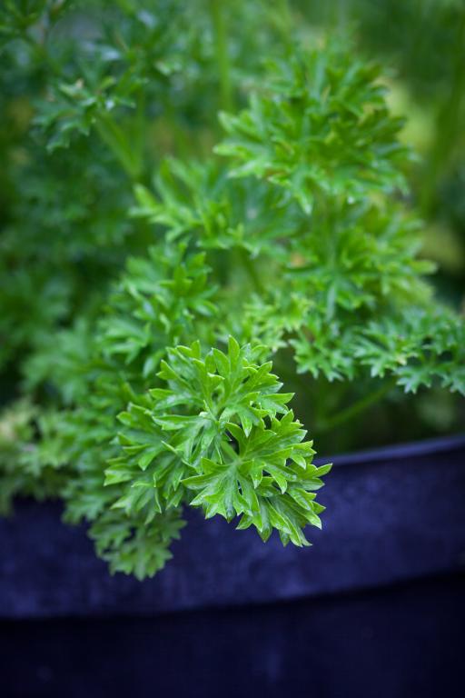 Parsley Curled, 'Champion Moss Curled'