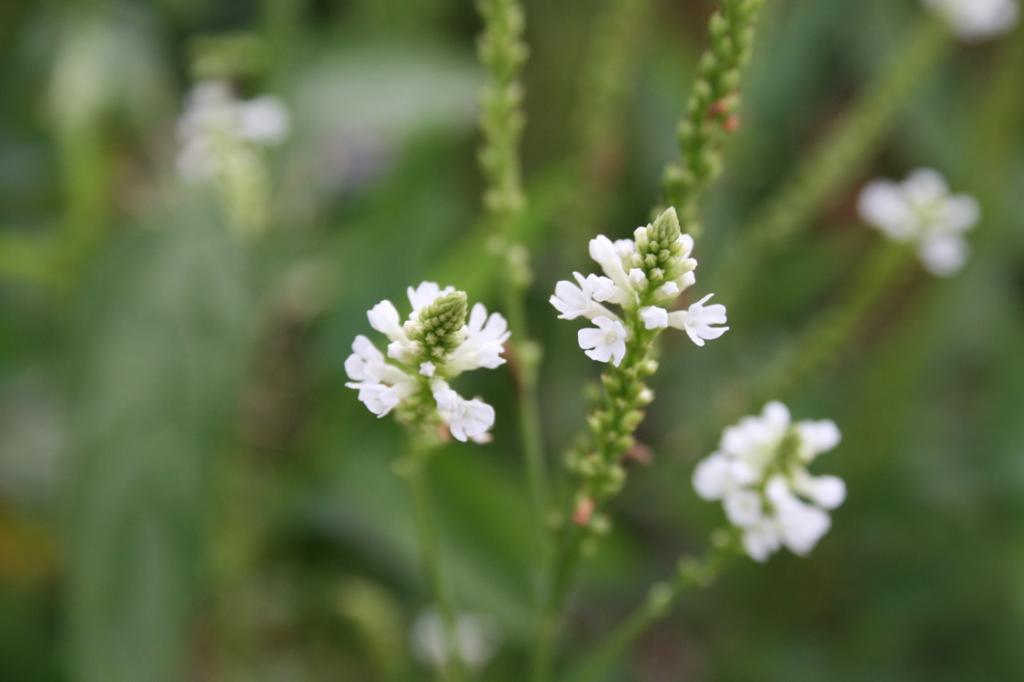 Verbena hastata, 'White Spires'