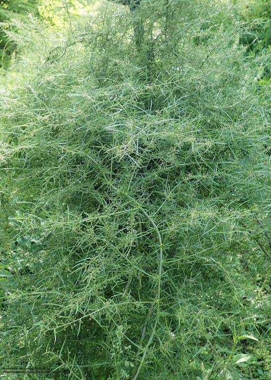 Asparagus verticillatus