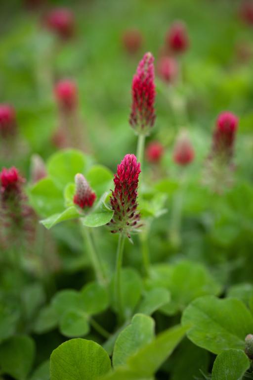 Crimson Clover (Trifolium incarnatum)