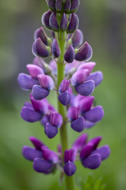 Lupinus perennis