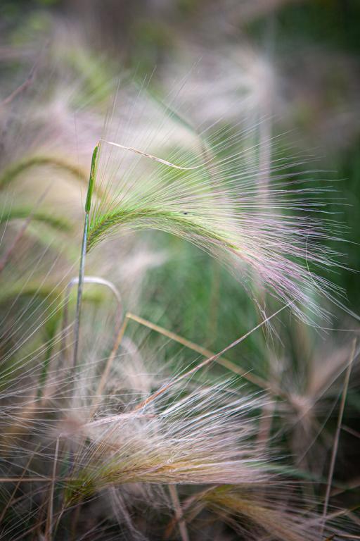 Hordeum jubatum