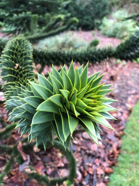 Araucaria araucana