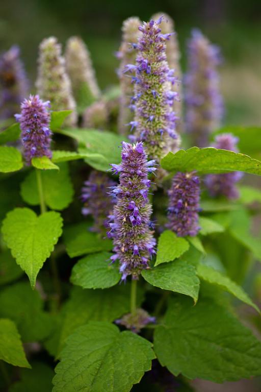 Agastache foeniculum, 'Golden Jubilee'