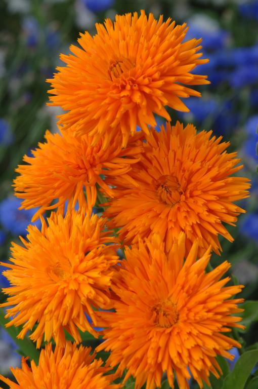 Calendula officinalis, 'Orange Porcupine'