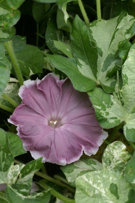 Ipomoea nil, 'Chocolate'
