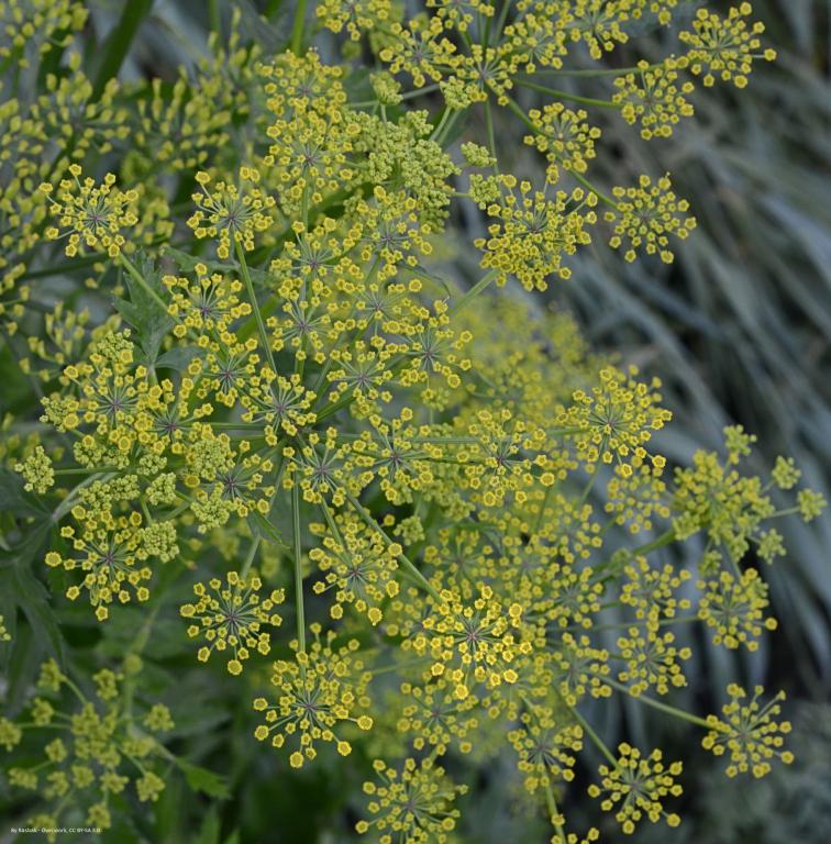 Pastinaca sativa