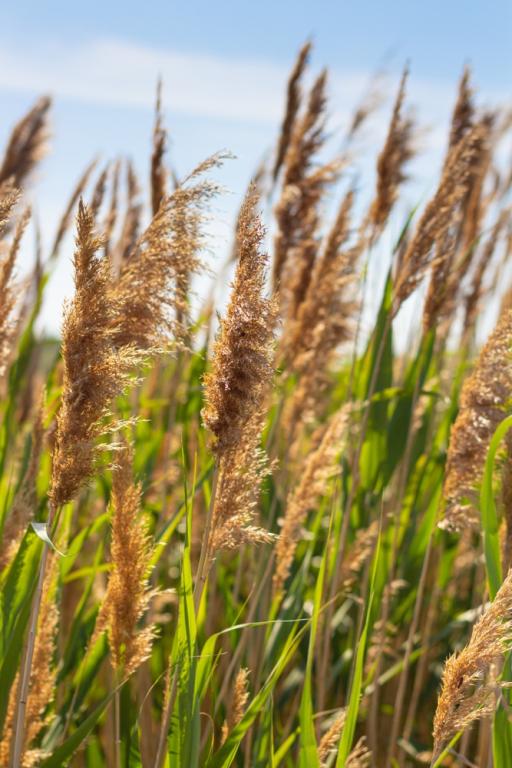 Phragmites australis