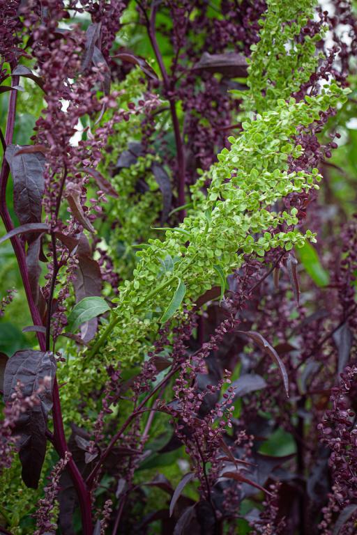 Atriplex hortensis, 'Plumes', Formula Mixed